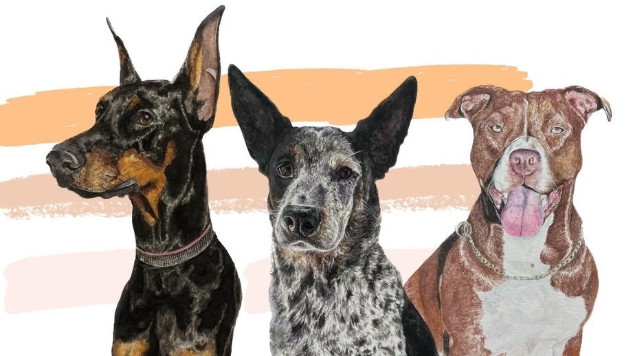 Pet Portraits