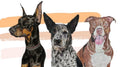 Pet Portraits