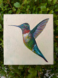 Green Hummingbird